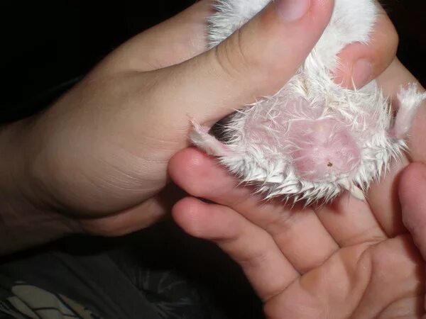 How to Know if My Hamster is Pregnant - Signs and Symptoms