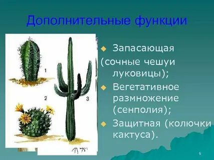 Внешнее строение кактуса