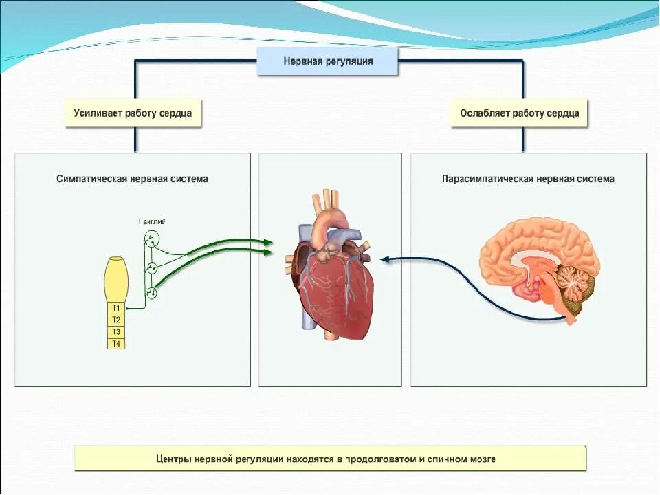 Схема регуляции деятельности сердца нервная центры. Схема регуляции сердечной деятельности. Регуляция кровотока нервная регуляция гуморальная регуляция. Нервная и гуморальная регуляция деятельности сердца. Нервно сосудистый центр