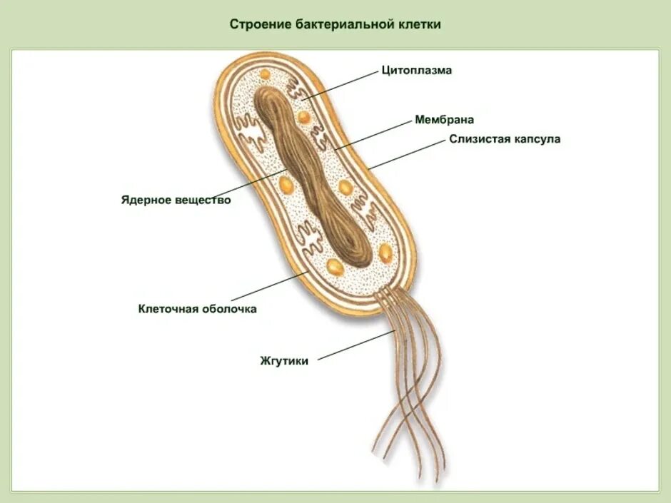 Из каких клеток состоят бактерии. Строение клетки бактерии рисунок. Строение бактериальной клетки 10 класс биология. Схема строения бактериальной клетки биология. Подпишите структуры бактериальной клетки.