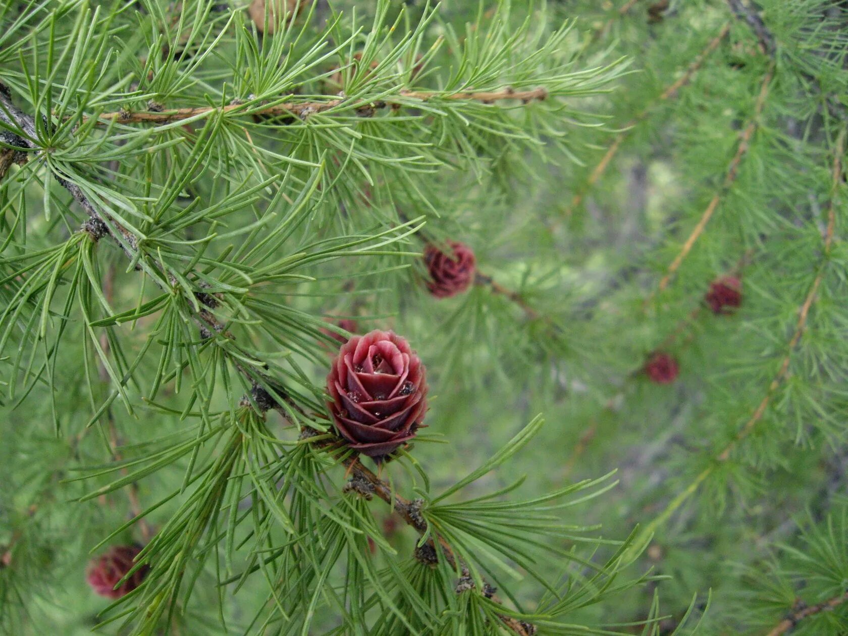 Лиственница Сибирская Larix sibirica. Лиственница Сибирская Бригантина. Лиственница Сибирская (Larix sibirica Ledeb.). Лиственница Даурская.