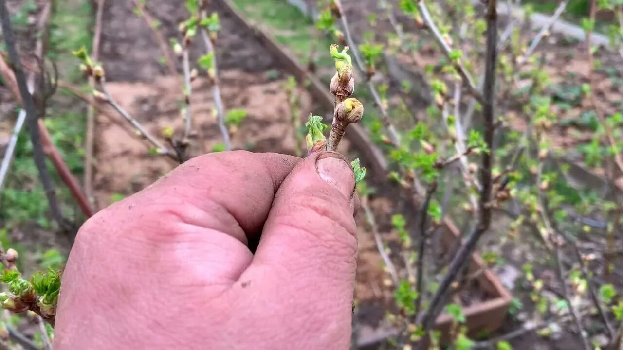 Как избавиться от клеща на смородине