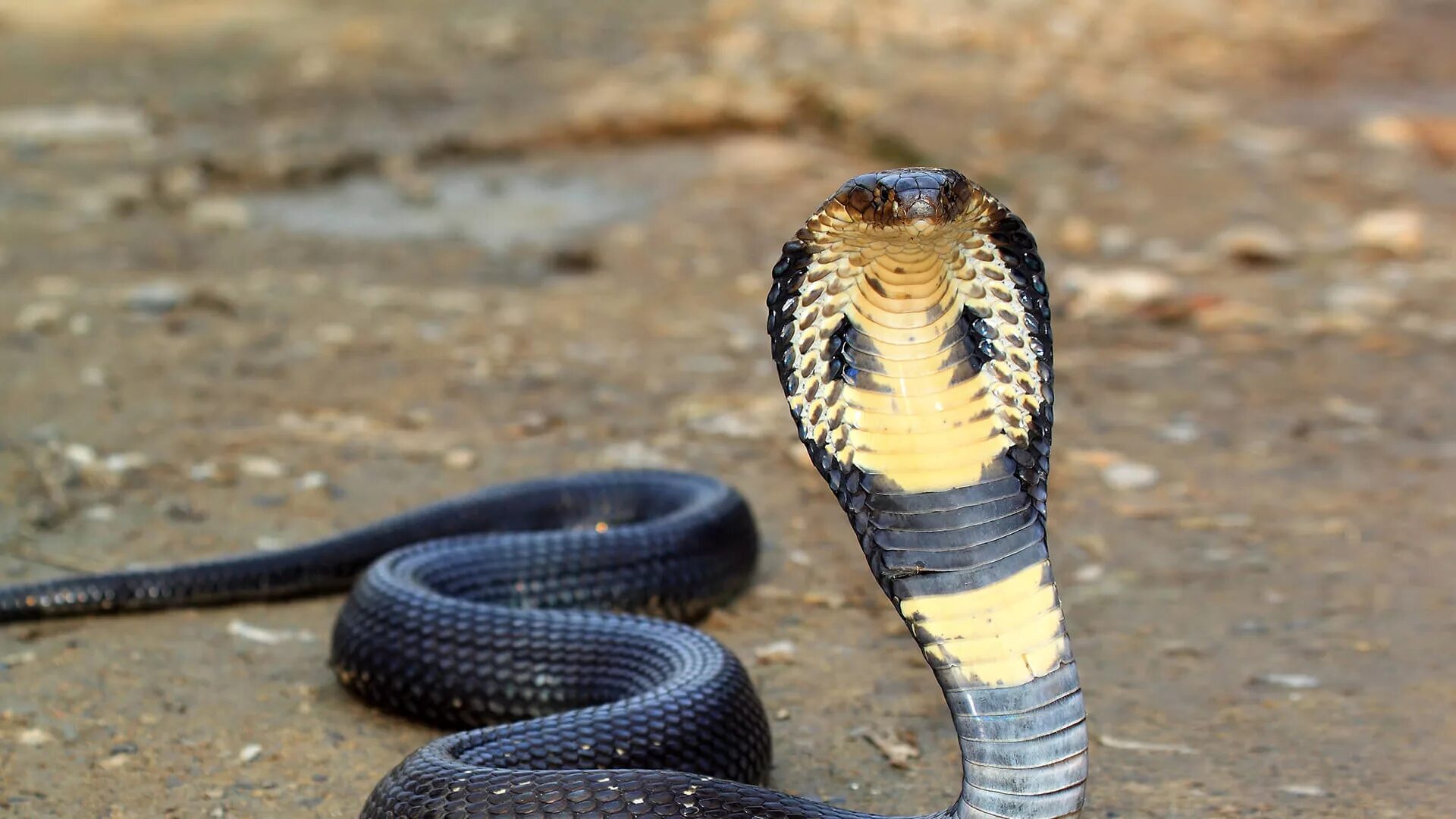 Cobra на русском. Королевская Кобра гамадриад. Ядовитая змея Кобра. Кобра Среднеазиатская Naja Oxiana. Змея Кобра Королевская.