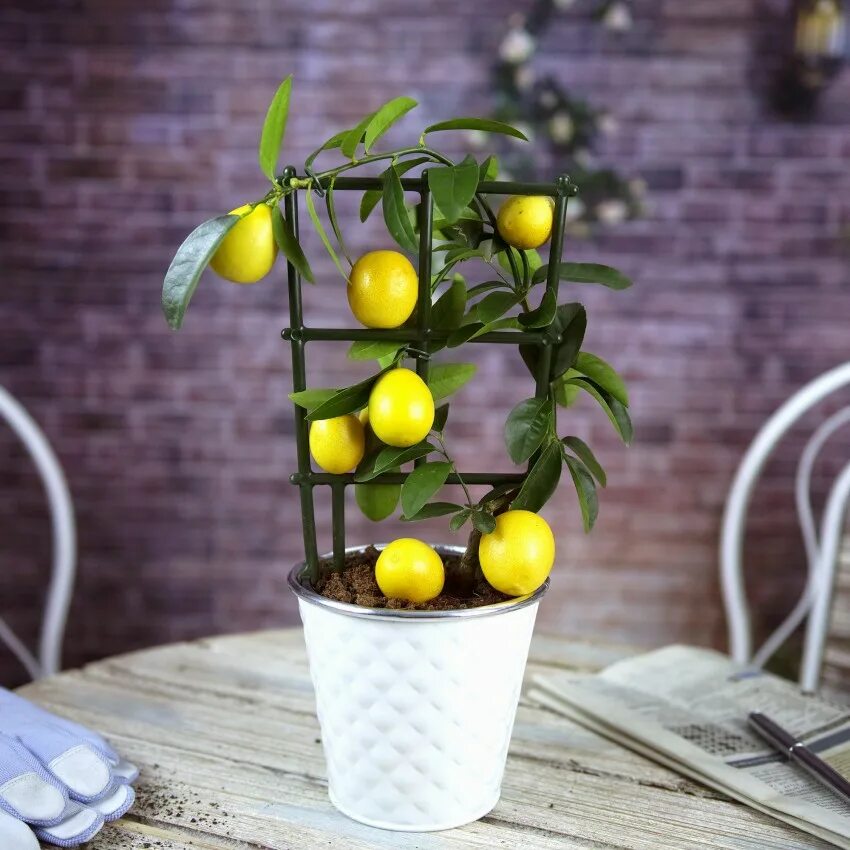 Комнатный лимон. Lemon Tree (лимонное дерево). Лимонное дерево Lana citrina. Citrus Limon домашний