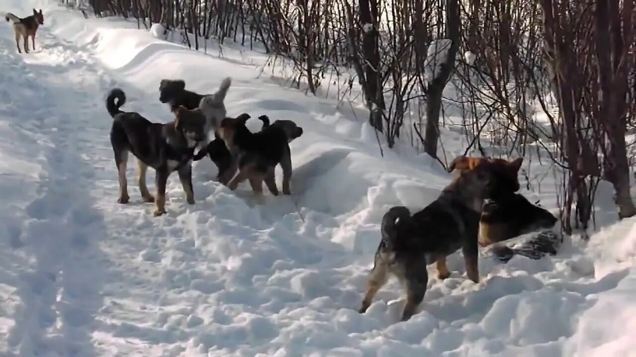 Славгород собаки бродячие. 3 Группы собак. 3 собаки видео