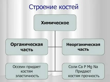 Состав кости органические и неорганические