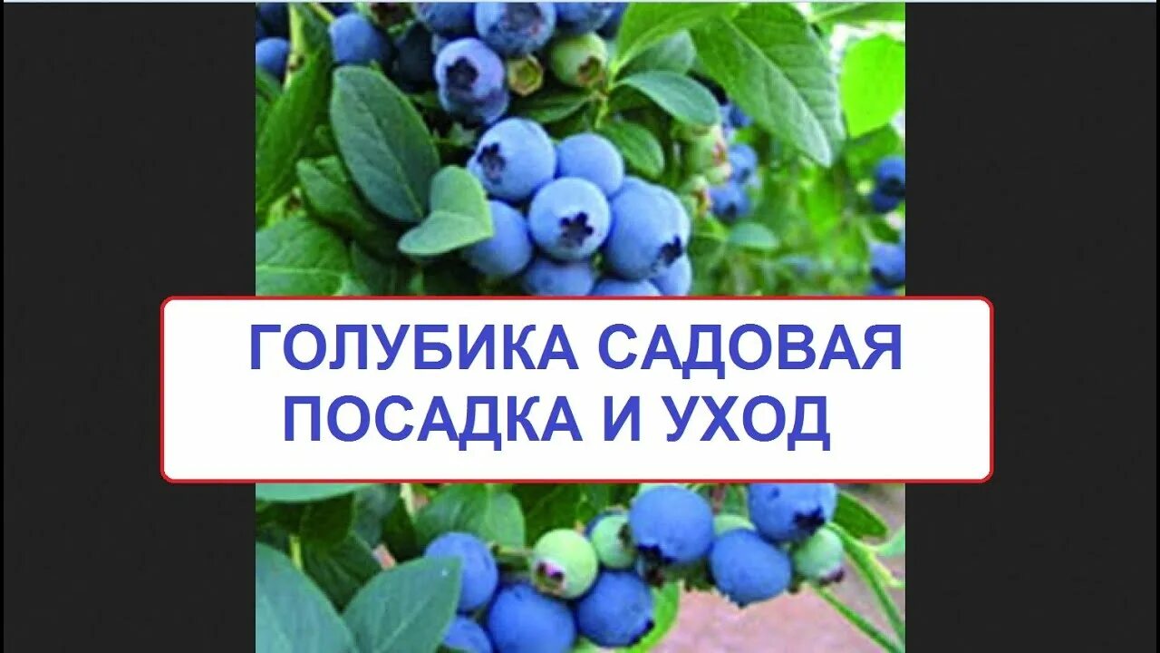 Как формировать голубику садовую