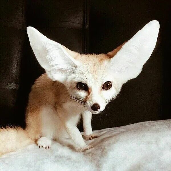 animals.joojotekno.com This domain has expired! in 2025 Desert animals, Animals 