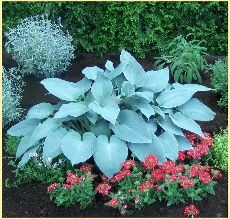 Какие есть хосты