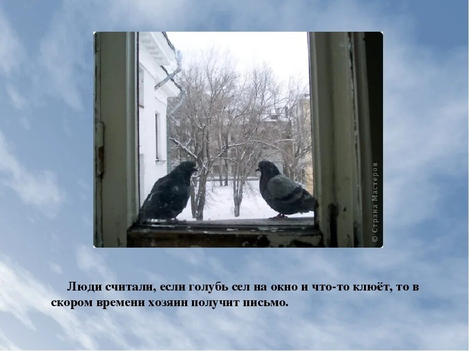 Птицы на окна. Голубь сел на подоконник примета. Голубь стучится в окно. Голубь на подоконнике примета. Голубь на окне к чему примета сидит