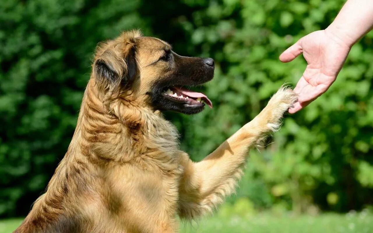 Команда лапки. Собака дает лапу. Собака на руках. Счастливые животные. Радостный щенок.