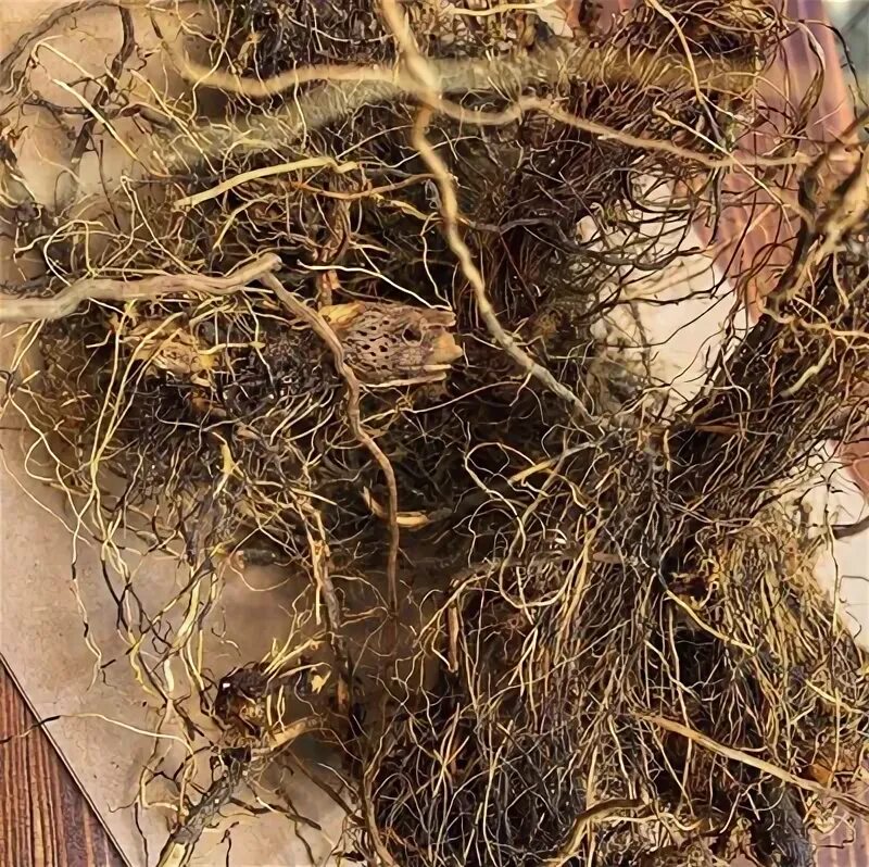 Элеутерококк сушеный корень. Аир корневища 75г. Корни травы. Хрен растение корень. Настойка синюхи голубой.