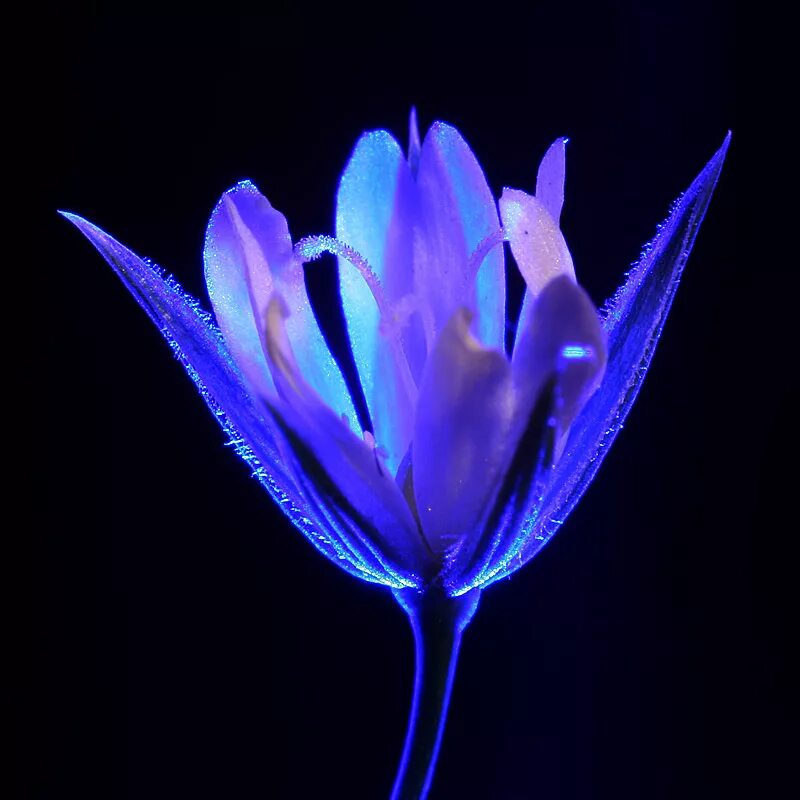 Ликорис синий эстетика. Призрачный цветок. Призрачный цветок. Хиганбана (красная паучья лилия). Цветы в росе.