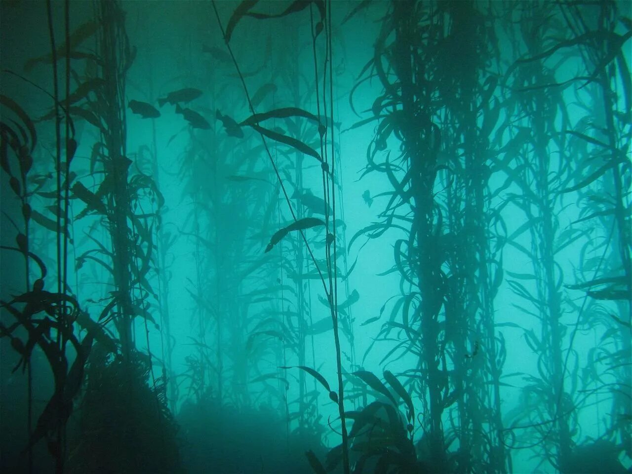 Страшное дно океана. Келп водоросли. Подводный "лес"(Kelp Forest). Kelp Seaweed. Подводный мир водоросли.