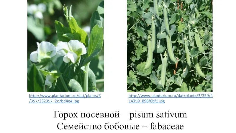 Pisum sativum - горох посевной. Горох посевной размер. Размер семян гороха посевного. Горох посевной форма листа. Объем гороха