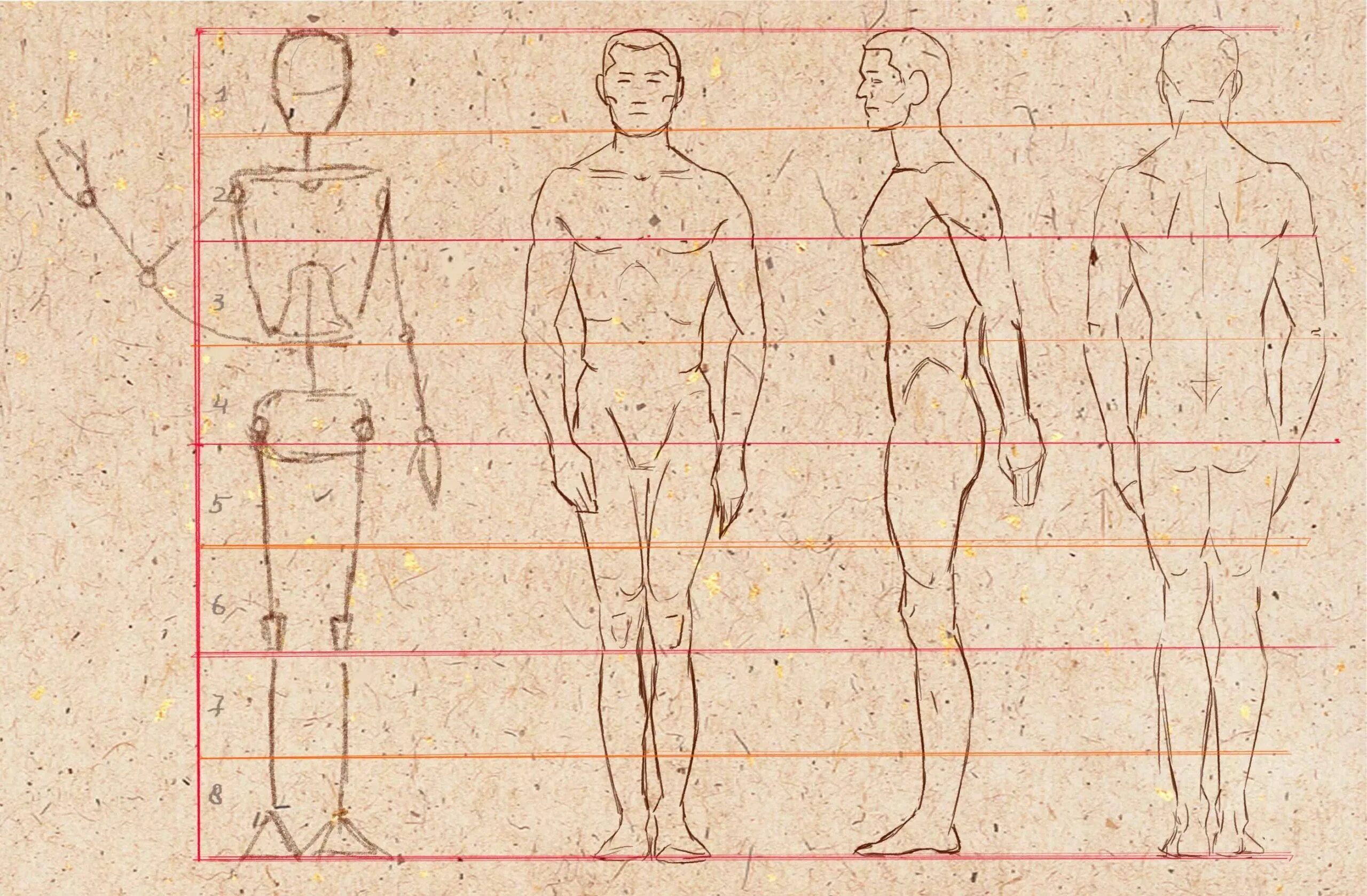 Пропорции человеческого тела рисунок. Пропорции человека для рисования в полный рост. Пропорции человека для рисования в полный рост мужчина. Построение человека в профиль в полный рост. Рисовать человека живет