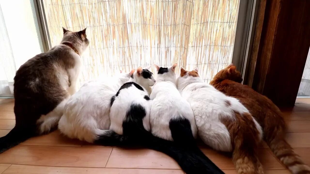 Шесть кошек. Куча котов. Кошка кот и шесть котят. Кот и японские двери.