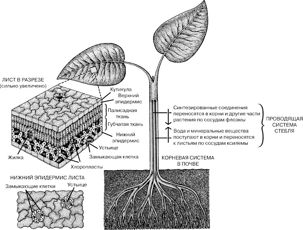 Орган клетки в котором происходит фотосинтез. Строение фотосинтеза. Фотосинтез внутри листа. Фотосинтез физиология растений. Схема строения листа и фотосинтеза.