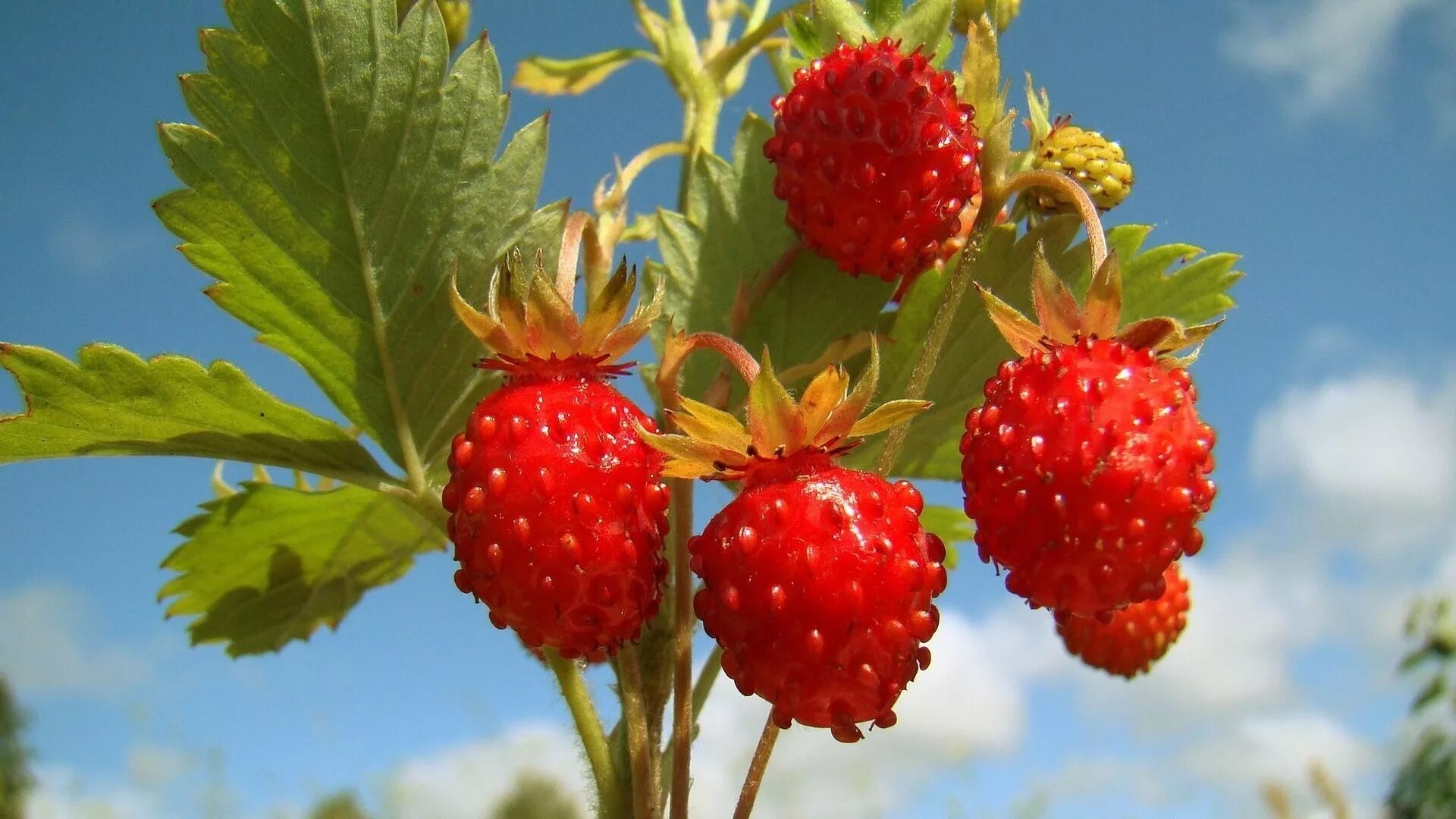 Хорошо лето плодами. Земляника Лесная кустик. Красивые ягоды. Заставка на рабочий стол ягоды. Лето ягоды.