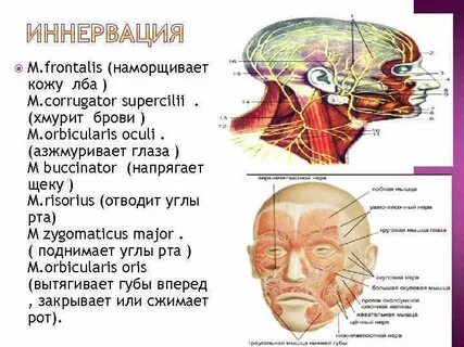Нервы синоним
