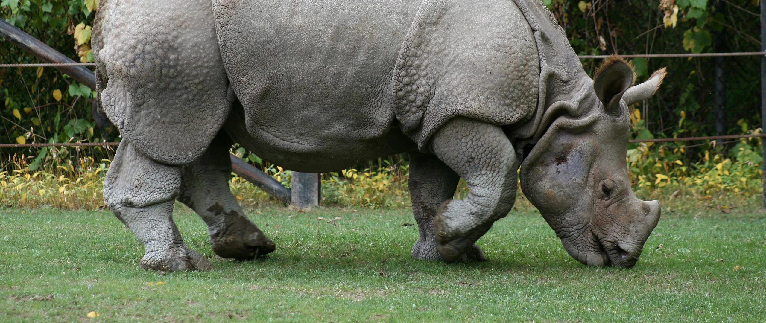 Половые органы носорога. Animals member