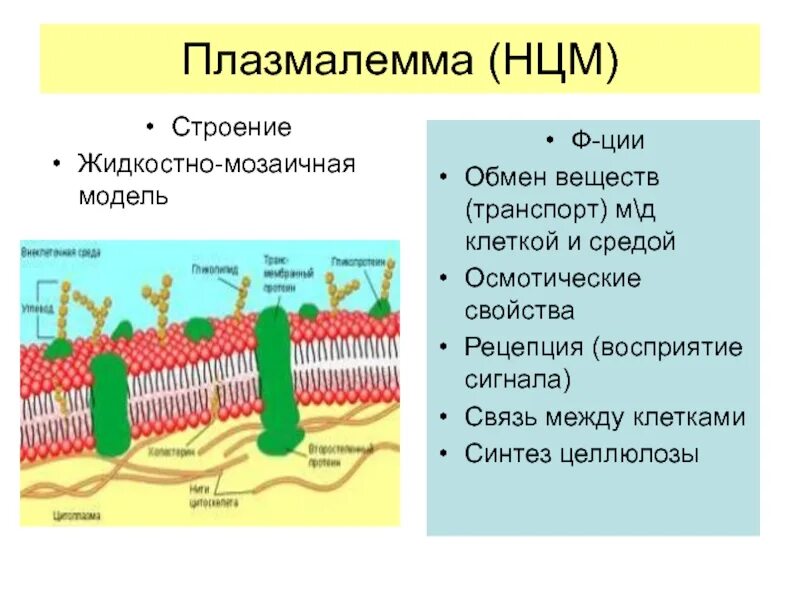 Клеочная мембрана иплазмолема. Плазмалемма и гликокаликс. Клеточная мембрана плазмалемма. Плазматическая мембрана плазмалемма. Мембраны клеток эукариот