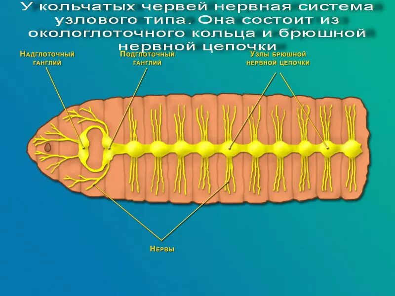 Функции нервной системы у кольчатых червей. Нервная система многощетинковых червей. нервная система кольчатых червей. нервная система червя. кольчатые черви строение нервной системы.