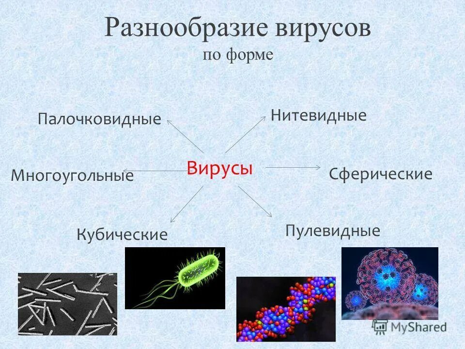 Две формы вирусов. Две формы вирусов