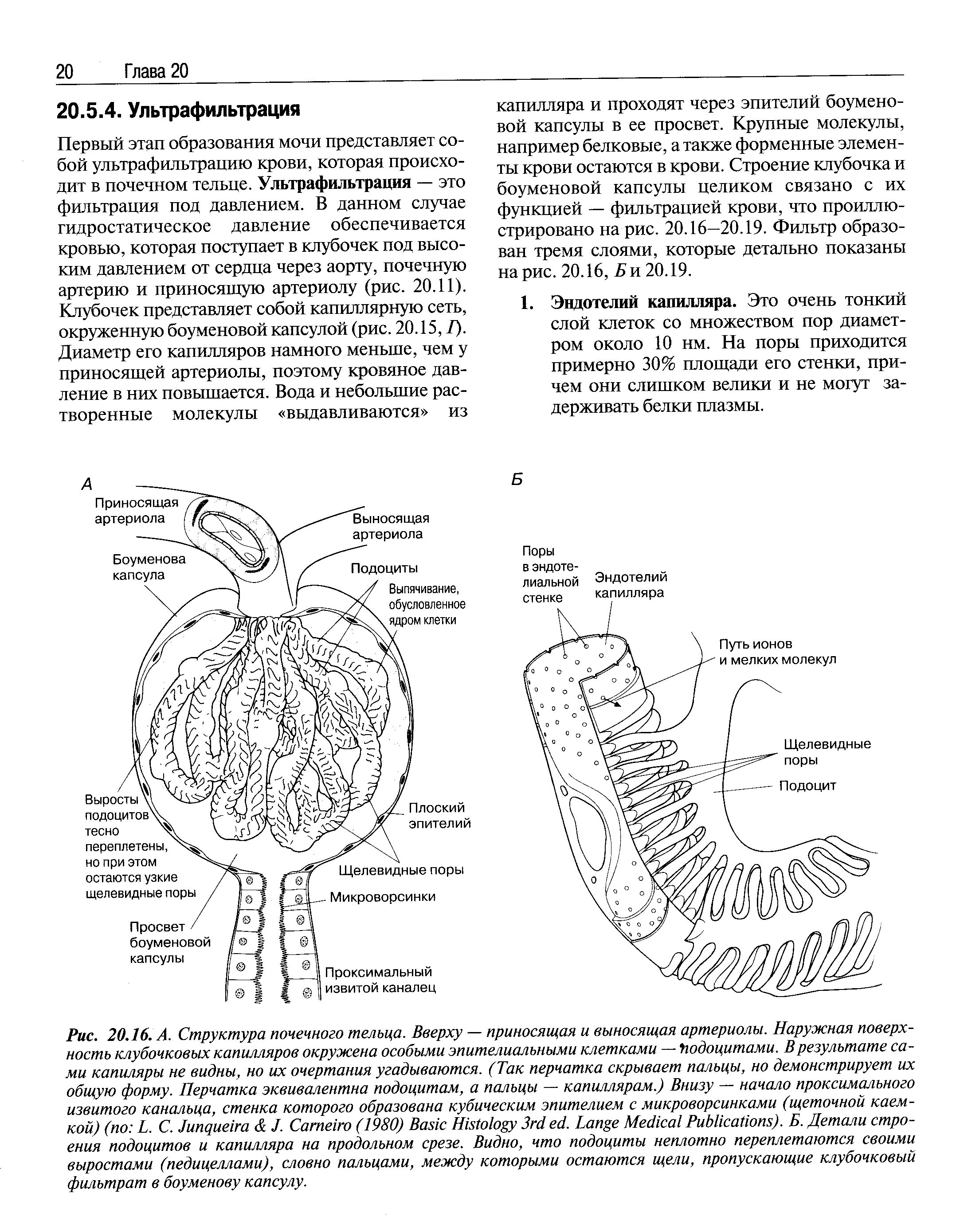 Строение боуменовой капсулы. Боуменова капсула строение. Строение клубочка почки. Схема клубочковые капилляры. Выносящая артериола почки