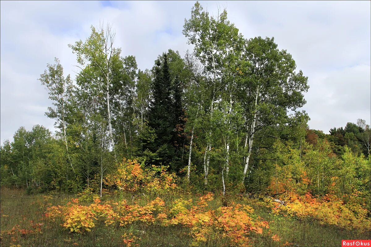 на опушке молодого леса есть пруд диктант. хвойный,лес бор кострома. хвойные таежные леса карелии. яковлевский сосновый бор ярославль. на опушке молодого леса небольшой пруд.