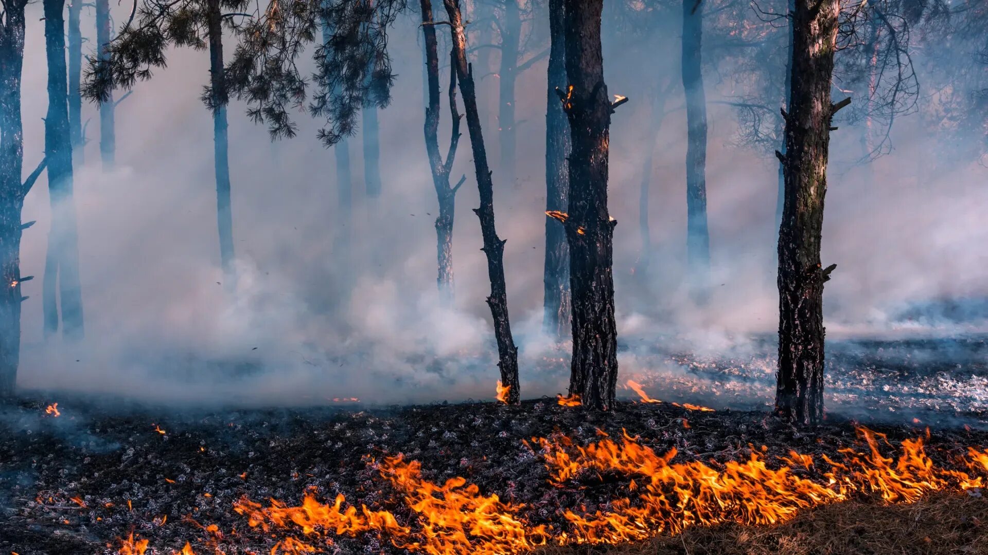В атмосфере снова сгораю. Природные пожары. Горящий лес. Лесной пожар фото. Костер в лесу.