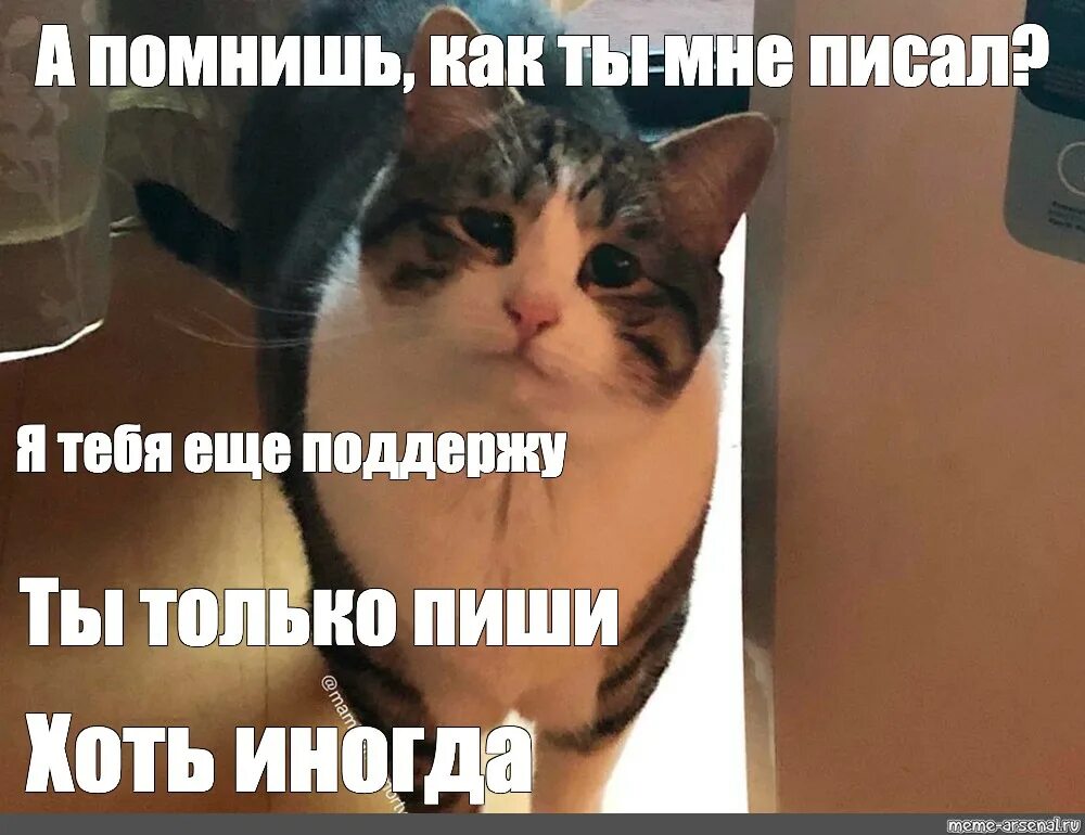 Почему том не повторяет. Ты только приходи Мем. Мемы про котов. Ты только пиши хоть иногда кот. Кот Мем.