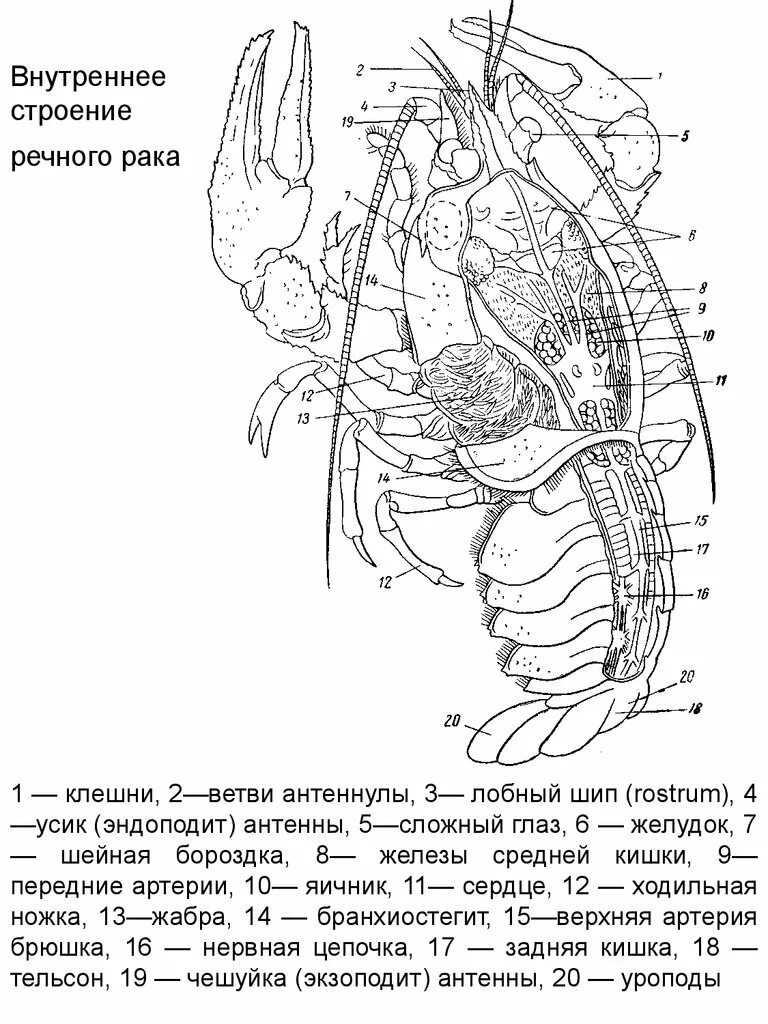 Внутреннее строение речного. Внутреннее строение речноггтрака. Ракообразные схема органов. Внутреннее строение ракообразных. Внутреннее сторени Ерака.