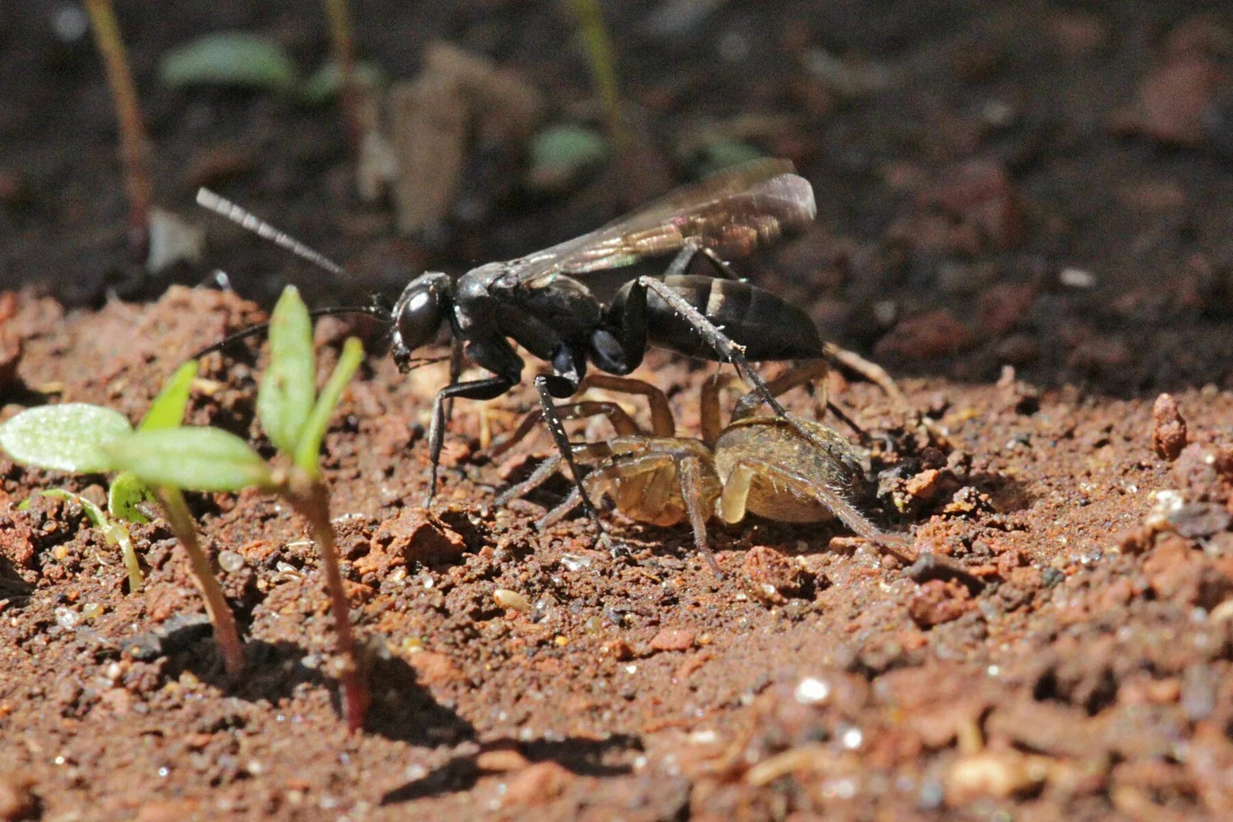 Wasp оса. оса вектор. насекомые пчела, шершень, шмель,. цветочные осы. движение оса.