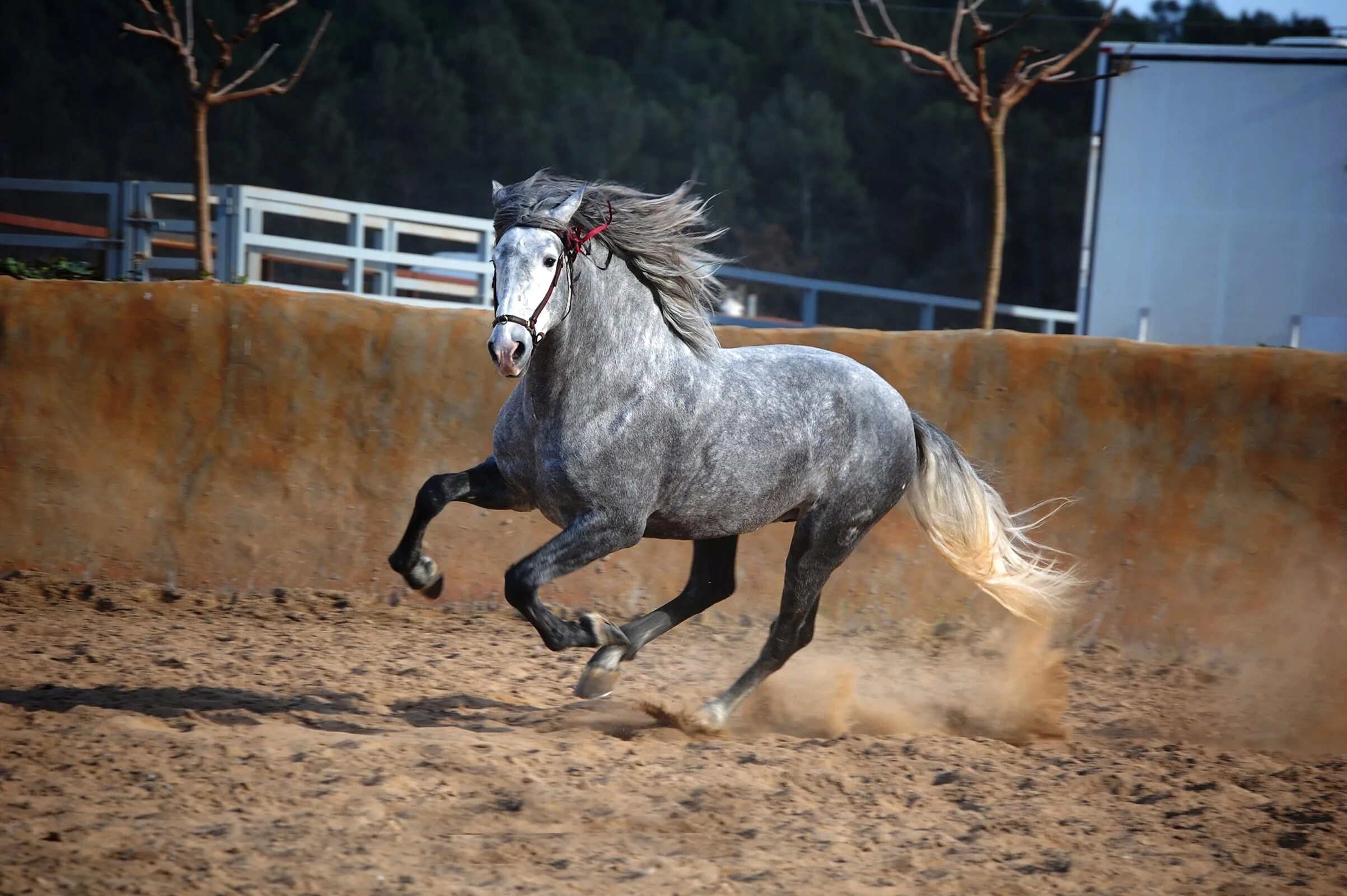 орловский рысак вороной с белой гривой. кони в яблоках какого года. кони в яблоках какого года. марвари лошадь масти. орловский рысак серый в яблоках.