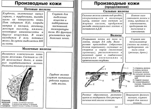 Строение кожи 8 класс биология тест. Системы человека ЕГЭ биология. Биология в таблицах и схемах ОГЭ. Строение кожи ОГЭ биология. Строение выделительной системы ЕГЭ биология.