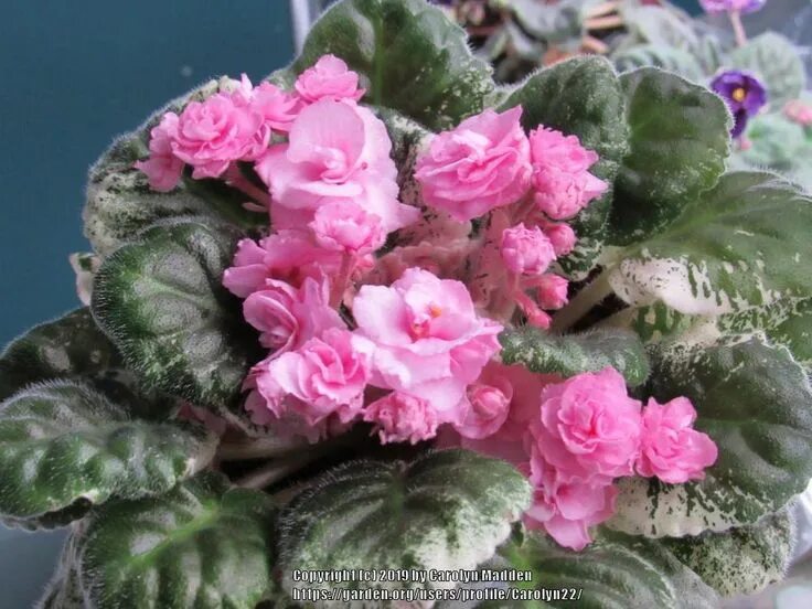 Фиалка rose bouquet фото и описание Фитостудия-63.ру