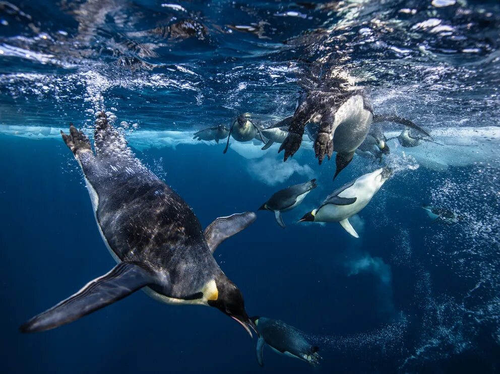 Звери под водой. Императорский Пингвин ныряет. Пингвин в воде. Пингвин ныряет. Пингвин плавает.