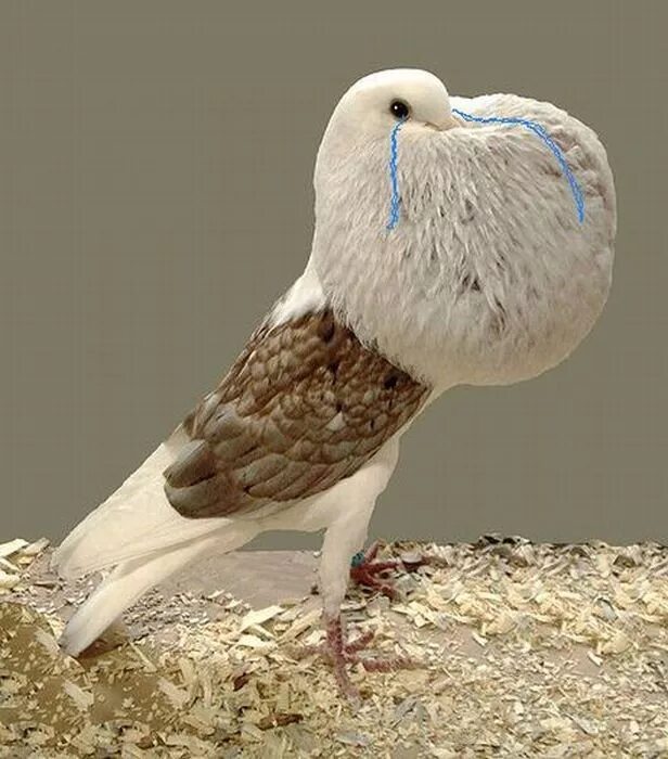 Голубь с большим зобом. Породы голубей дутыши. Брненский дутыш голубь. Карликовый дутыш. Померанский дутыш голубь.