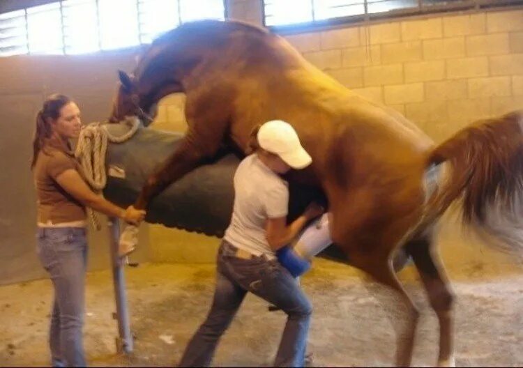 Засунула лошадь. Засунула лошадь. Засунула лошадь. Конская залупа крупным планом. Член лошади.