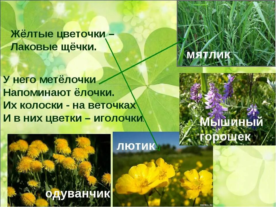 Презентация на тему луг. Луг окружающий мир 3 класс. Луг и его обитатели 3 класс презентация. Луг и его обитатели 3 класс презентация. Луг и его обитатели.