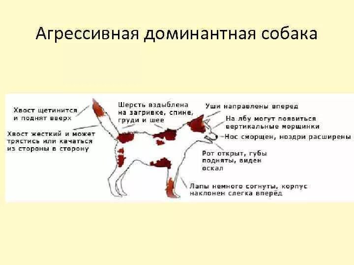 У собак жесткая шерсть доминантна мягкая рецессивна. Поведение собак. Признаки агрессии у собак. Типы агрессии у собак. Доминантное поведение собак.