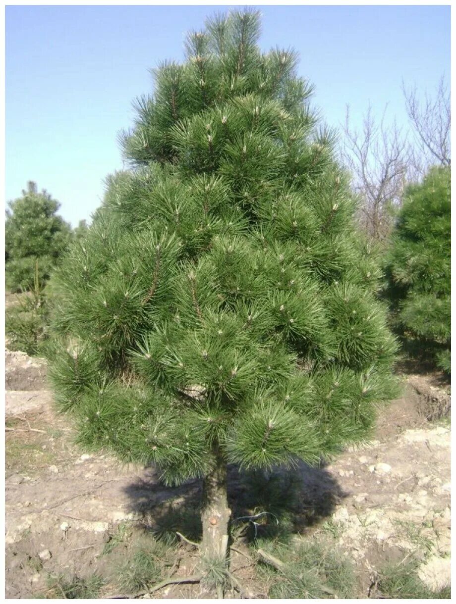 Сосна нигра описание. Сосна Пинус Нигра. Сосна черная (Pinus nigra). Сосна Нигра Австрийская. Сосна черная Австрийская (Pinus nigra).