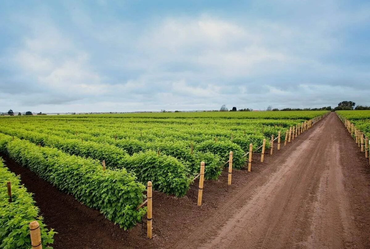 Смородина поле. Смородина поле. Плантации смородины черной 2 года. Смородина поле. Смородина поле.