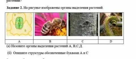 Выделение у растений тест