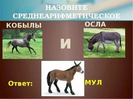 Шальную кобылицу