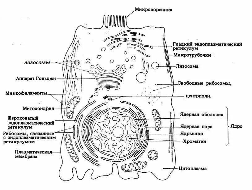 Органоиды живой клетки строение. Схема живой и растительной клетки. Строение животной клетки рисунок ЕГЭ. Строение растительной клетки ЕГЭ биология.