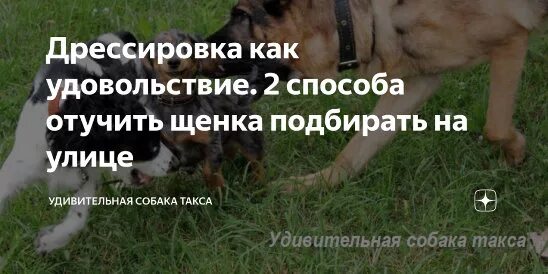 Собака подбирает все на улице. Как отучить щенка подбирать на улице. Как отучить щенка подбирать на улице все подряд. Отучить собаку подбирать на улице.