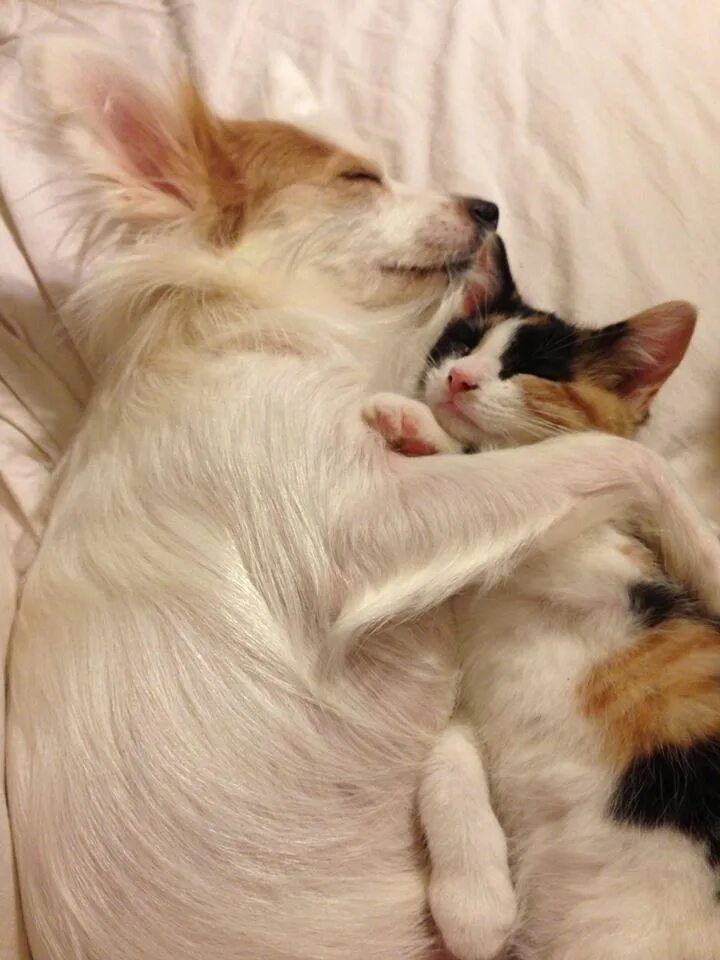 Где кошка собака. Животные спят вместе. Кот и собака вместе. Собака и кошка вместе. Кот спит на собаке.