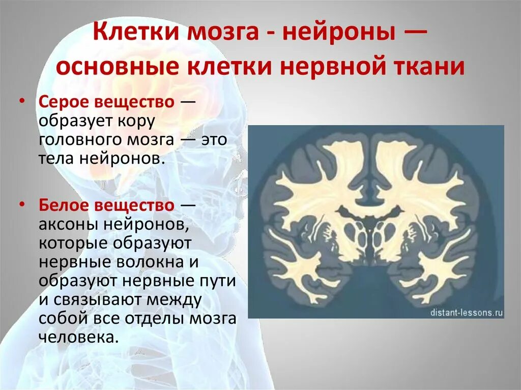 Нейроны серого вещества. Серое и белое вещество нервной системы. Серое и белое вещество мозга. Серое вещество мозга образовано. Аксон образует серое вещество